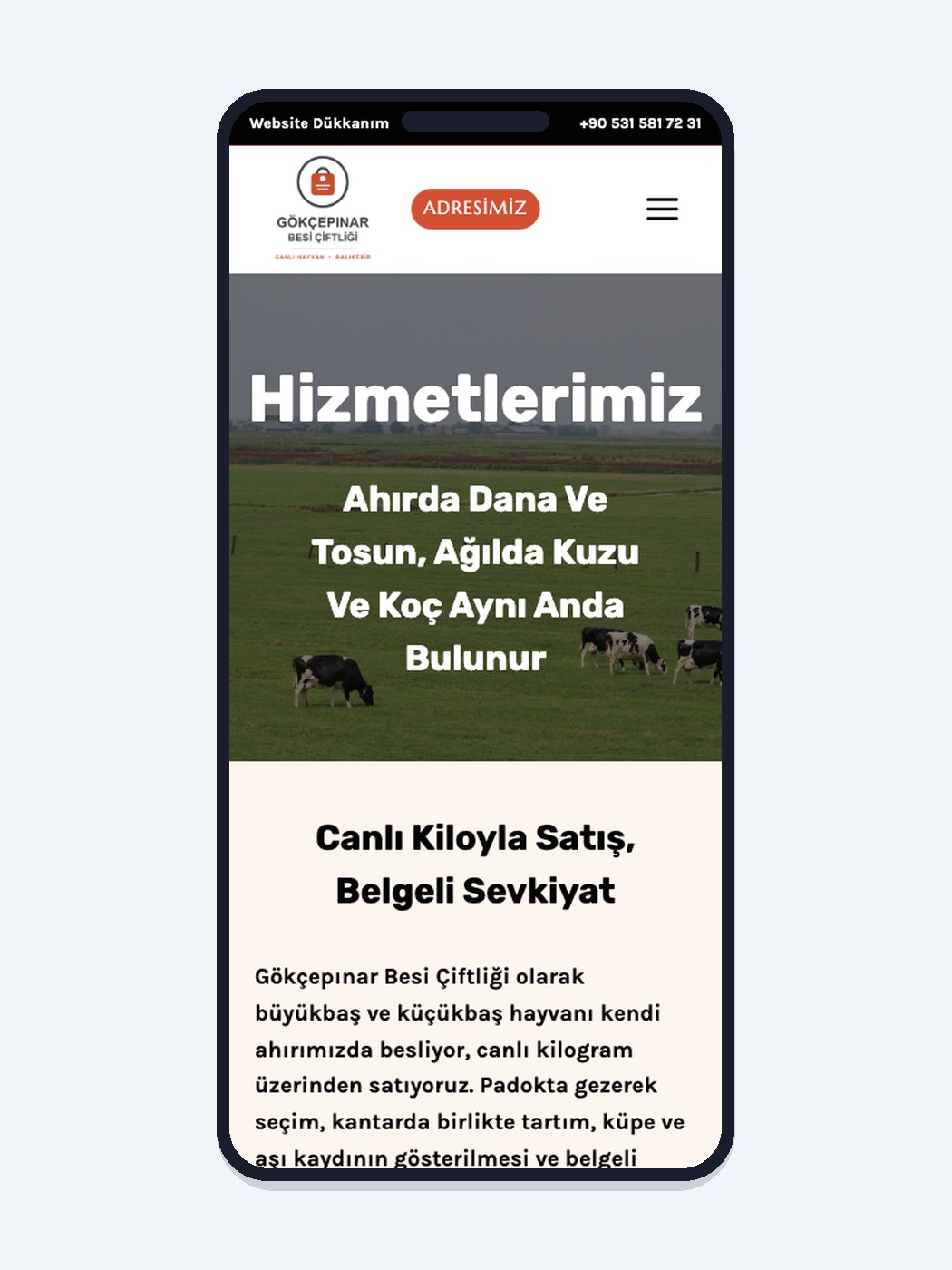 Besi Çiftliği / Canlı Hayvan - Görsel 2